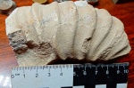 Фрагмент раковины головоногого моллюска аммонита Calycoceras (Newboldiceras) vergonsense
