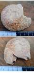 Аммонит Pseudosubplanites ponticus