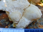 Ископаемые двустворчатые моллюски Spondylus в породе