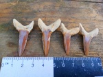Зубы ископаемой акулы Striatolamia macrota