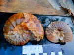 Головоногие моллюски аммониты Dimorphoplites sp.