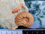 Головоногий моллюск аммонит Acanthohoplites sp.(?)