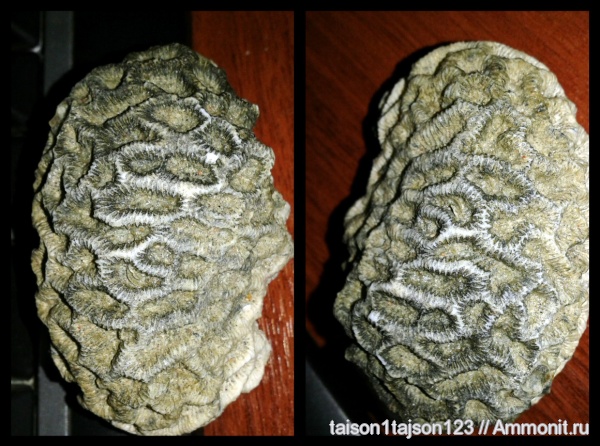 шестилучевые кораллы, Scleractinia, Hexacoralla