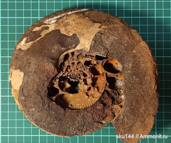 аммониты, фосфориты, Ammonites