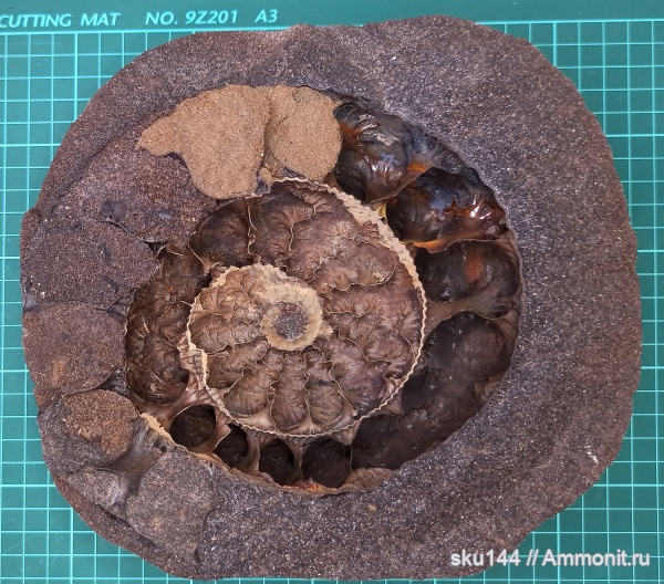 аммониты, фосфориты, Ammonites
