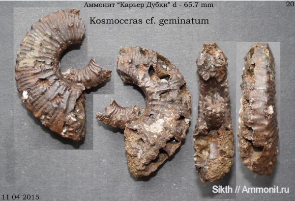аммониты, Kosmoceras, Дубки, Саратовская область, Ammonites, Kosmoceras geminatum