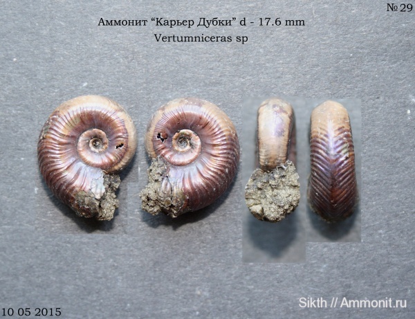 аммониты, Дубки, Vertumniceras, Саратовская область, Ammonites