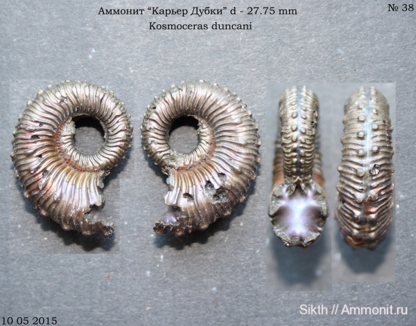 аммониты, Kosmoceras, Дубки, Саратовская область, Ammonites, Kosmoceras duncani