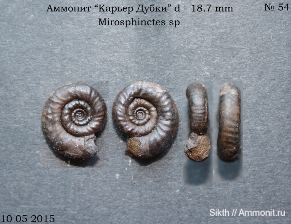 аммониты, Mirosphinctes, Дубки, Саратовская область, Ammonites