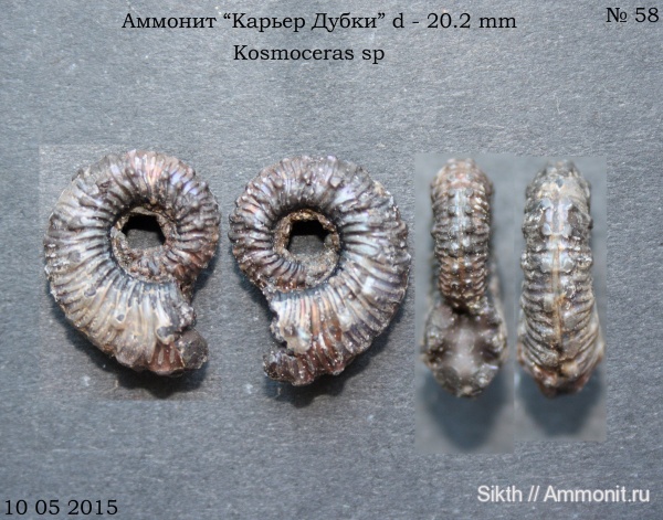 аммониты, Kosmoceras, Дубки, Саратовская область, Ammonites