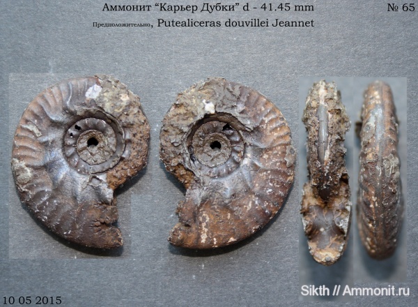 аммониты, Дубки, Саратовская область, Ammonites, Putealiceras, Putealiceras douvillei