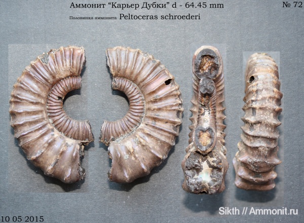 аммониты, Peltoceras, Дубки, Саратовская область, Ammonites, Peltoceras schroederi