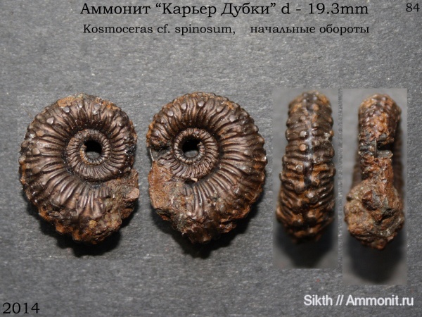 аммониты, Kosmoceras, Дубки, Саратовская область, Ammonites, Kosmoceras spinosum