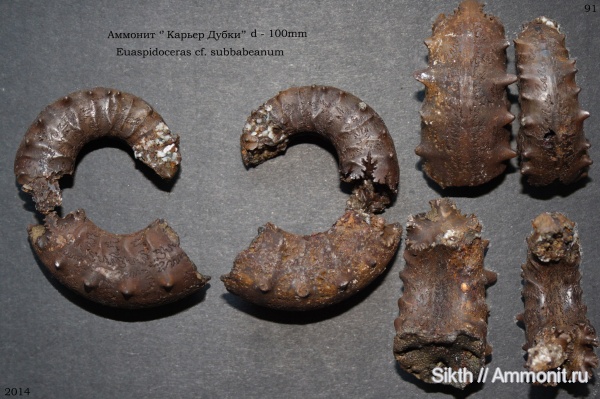 аммониты, Euaspidoceras, Дубки, Саратовская область, Ammonites