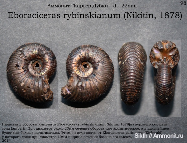 аммониты, Дубки, Eboraciceras, Саратовская область, Ammonites, Eboraciceras rybinskianum