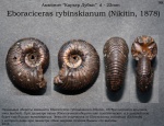 Eboraciceras rybinskianum