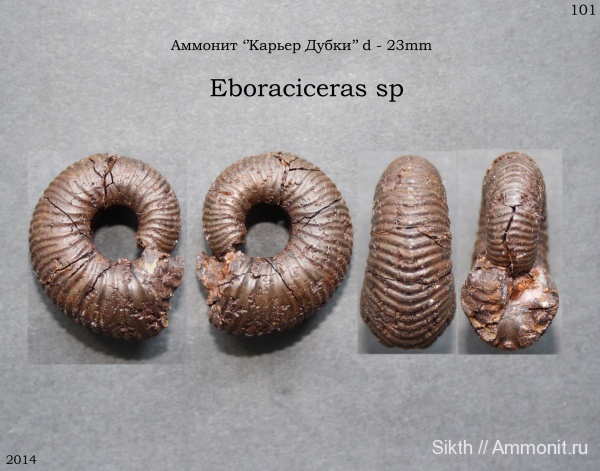 аммониты, Дубки, Eboraciceras, Саратовская область, Ammonites