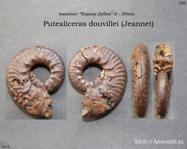 аммониты, Дубки, Саратовская область, Ammonites, Putealiceras, Putealiceras douvillei