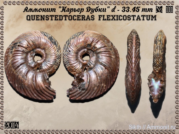 аммониты, Quenstedtoceras, Дубки, Саратовская область, Ammonites, Quenstedtoceras flexicostatum