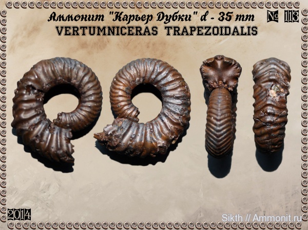 аммониты, Дубки, Vertumniceras, Саратовская область, Ammonites, Vertumniceras trapezoidalis