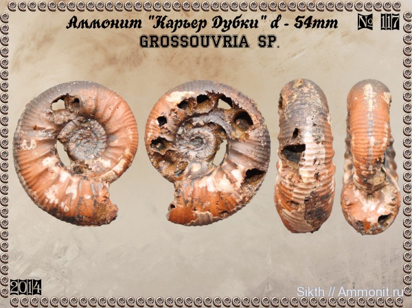 аммониты, Дубки, Саратовская область, Ammonites, Grossouvria