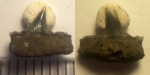 Миниатюрный зуб-загадка из Филей