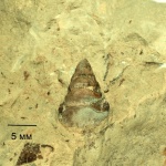 Классическая зубная серия Petalorhynchus