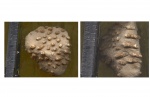 глина пронизанная каменными шипами ( Колониальный коралл.)