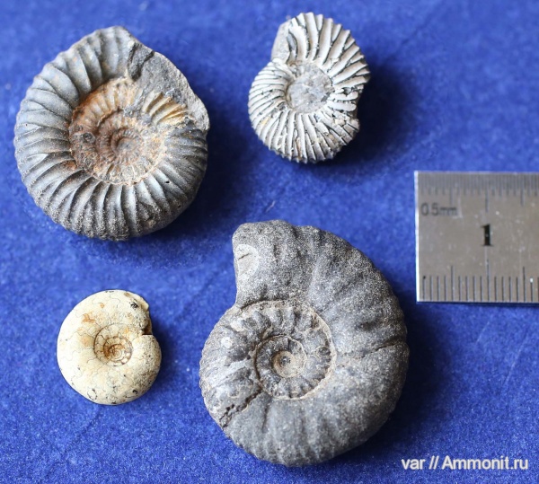 аммониты, юра, Ammonites, Городищи-Ундоры, Jurassic