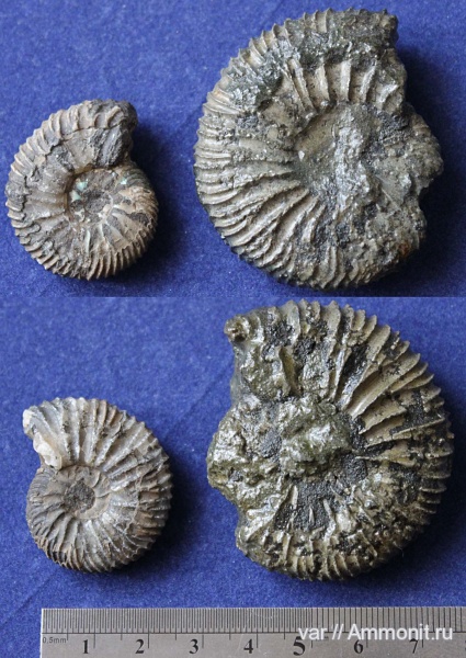 аммониты, юра, Epivirgatites nikitini, Ammonites, Городищи-Ундоры, Jurassic