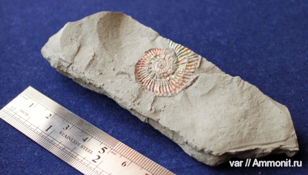 аммониты, юра, Ammonites, Aulacostephanus volgensis, Городищи-Ундоры, Jurassic