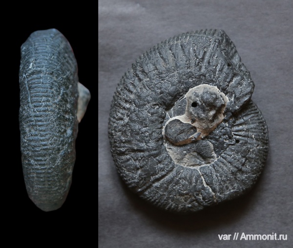 аммониты, Ундоры, Ammonites, нижневолжский подъярус, Ilowaiskya