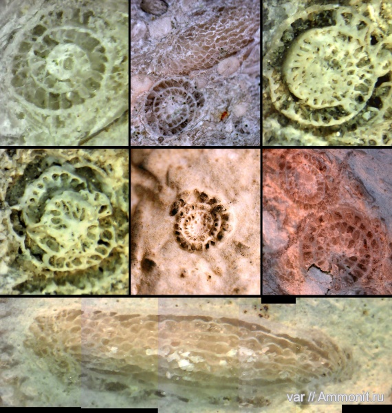 карбон, гжельский ярус, Самарская область, Fusulinoidea