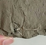 Ундоры. Фрагмент гастроподы Dicroloma tenuistriata