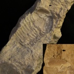 Отпечаток трилобита Asaphus sp. с фрагментами карапакса