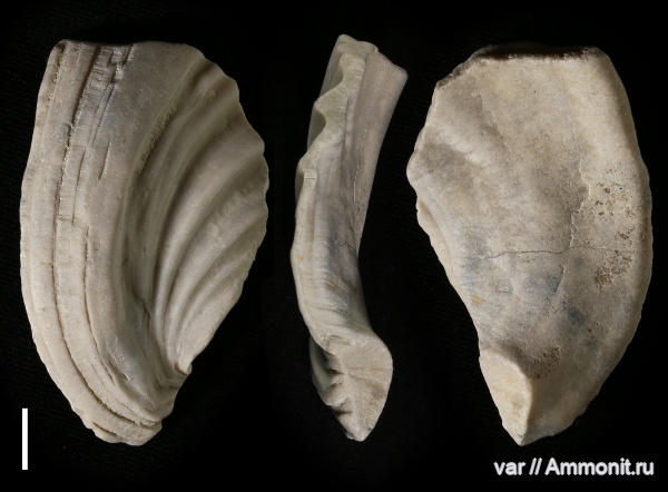 мел, двустворчатые моллюски, Самарская область, Inoceramus