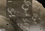 Фрагмент раковины Inoceramus (?) с обрастателями (Epizoans)