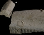 Фрагмент раковины Inoceramus (?) со смычным краем и обрастателями (Epizoans)