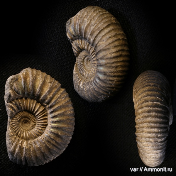 аммониты, юра, волжский ярус, Самарская область, Dorsoplanites panderi, Сызрань, Заводское обнажение