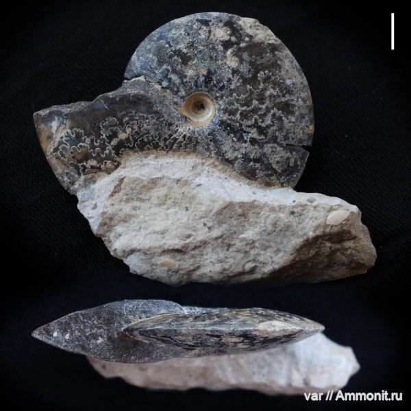 аммониты, юра, волжский ярус, Garniericeras, Самарская область, Кашпир