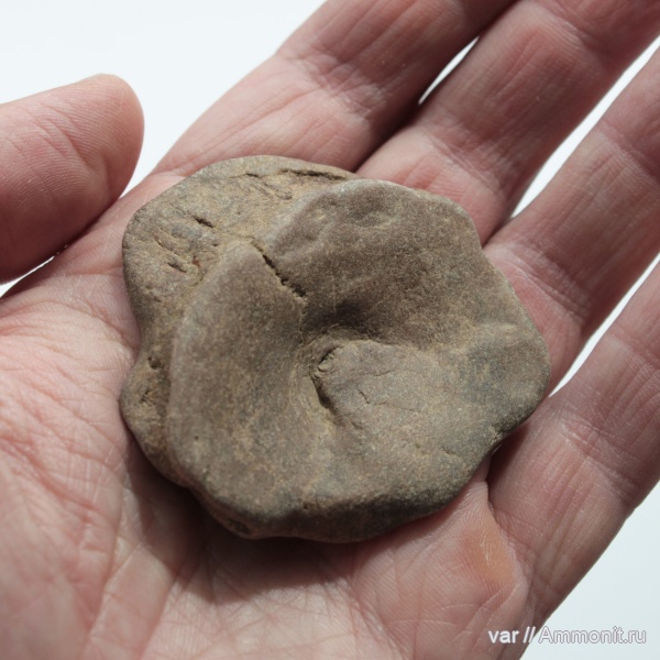 ихтиозавры, мезозой, Самарская область, верхняя юра, Кашпир, позвонки ихтиозавров