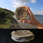 Позвонок ихтиозавра. Кашпир