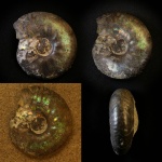 Аммонит Craspedites sp. Заводское обнажение