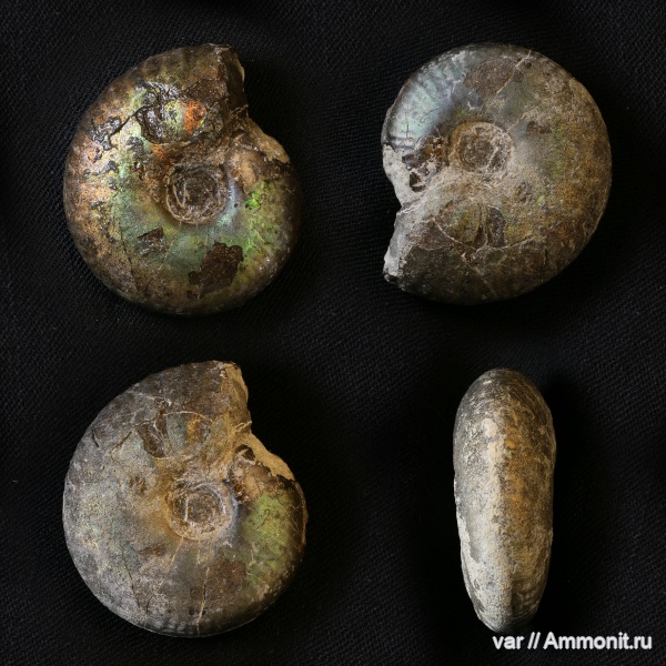 аммониты, юра, волжский ярус, Самарская область, Craspedites, Craspedites mosquensis, Сызрань, Заводское обнажение