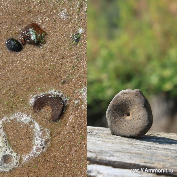 юра, ихтиозавры, мезозой, Ульяновская область, Городищи-Ундоры