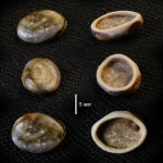 Зуб рыбы Pycnodontiformes (?). Ундоры-Городищи 2025