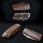 Фрагмент ракообразного. Городищи. 2025