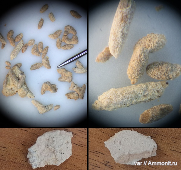 юрский период, волжский ярус, копролиты, Самарская область, Яблоновый овраг