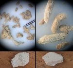 Микрокопролиты (?)