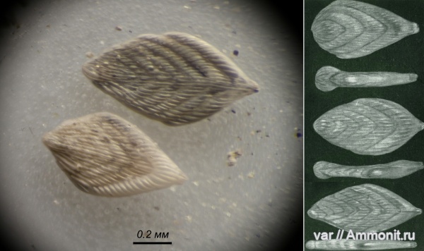 Микрофоссилии